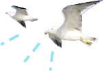 かもめ